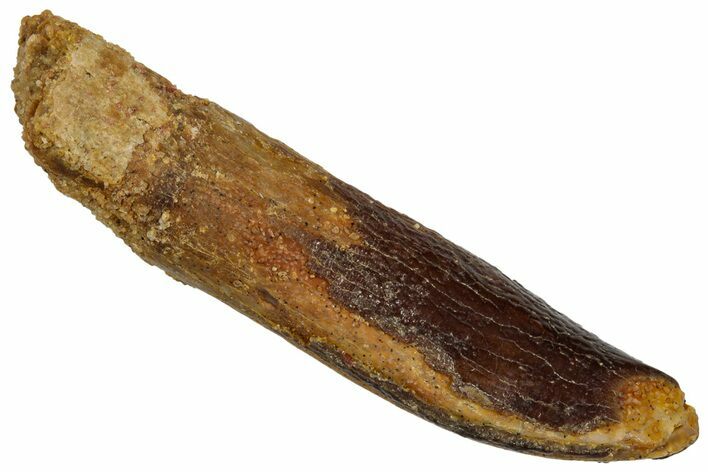 Fossil Sauropod Dinosaur (Titanosaur) Tooth - Morocco #332476